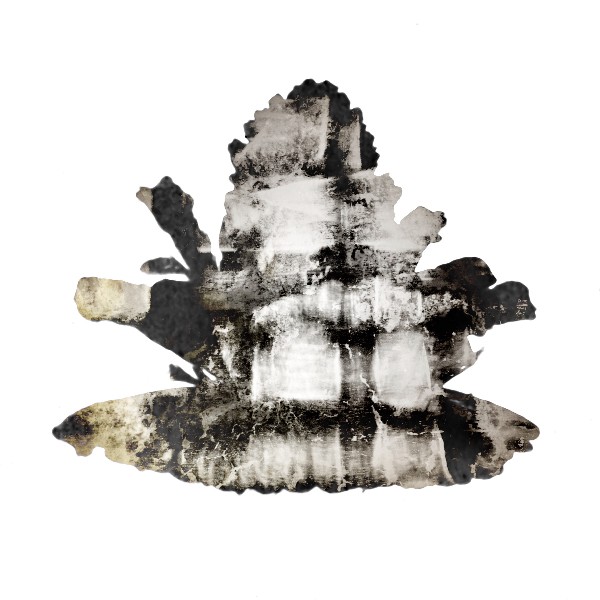 Pinecone 1