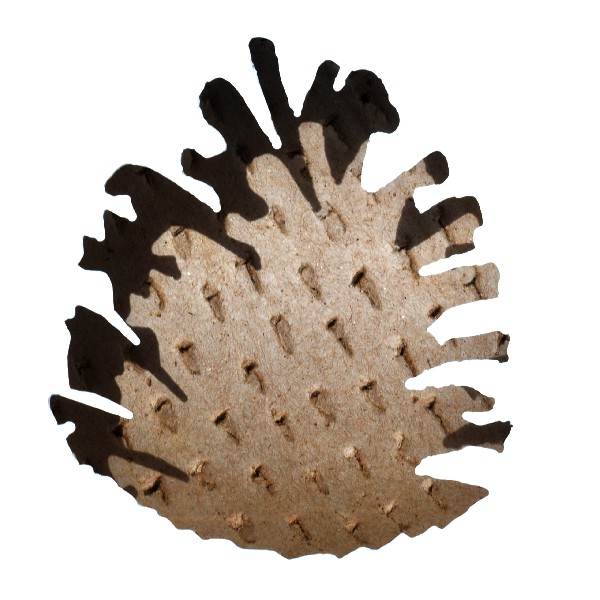 Pinecone 10