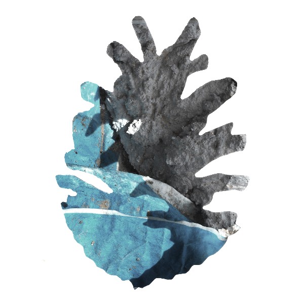 Pinecone 12