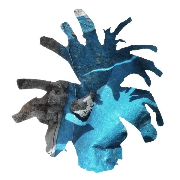 Pinecone 13