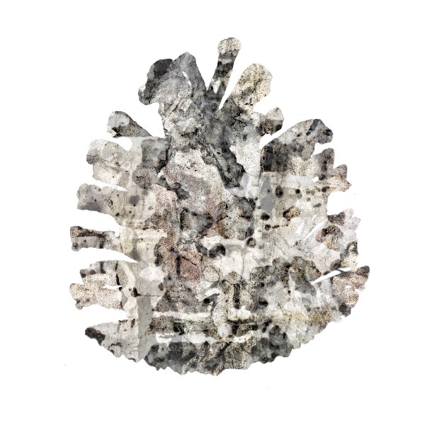 Pinecone 2