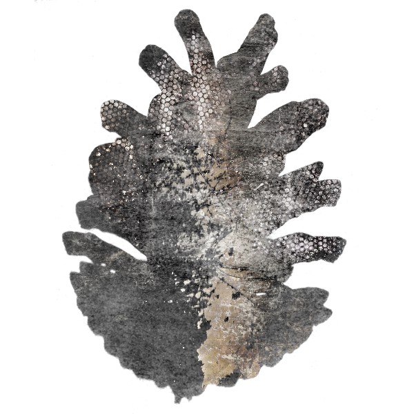 Pinecone 3