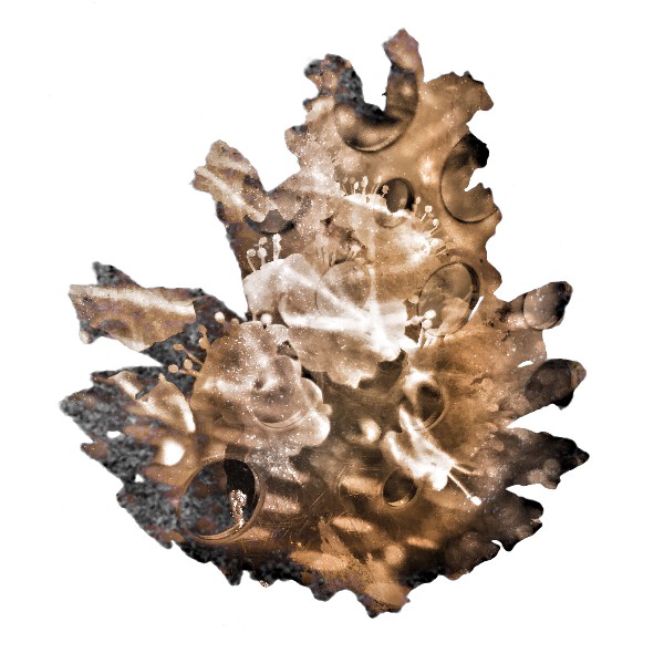 Pinecone 4