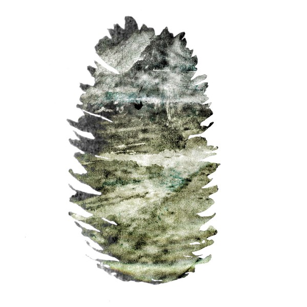 Pinecone 5