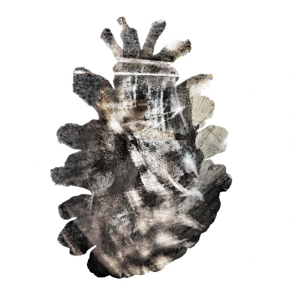 Pinecone 6