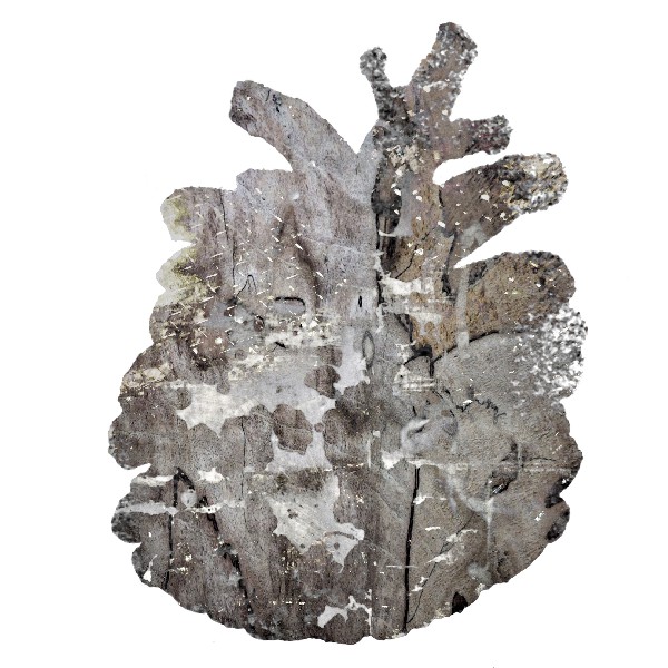 Pinecone 7