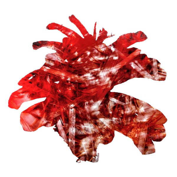 Pinecone 8