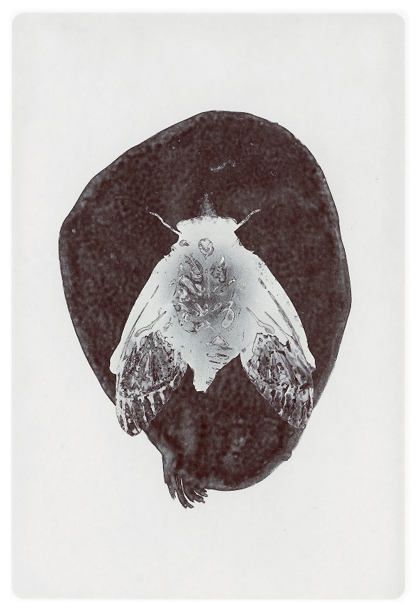 29c