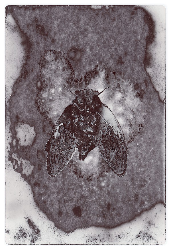 59c