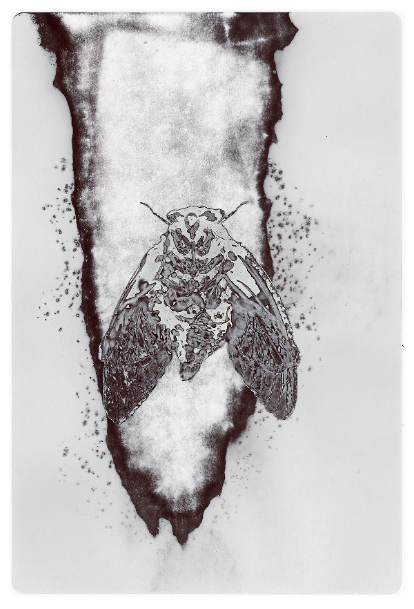 5c
