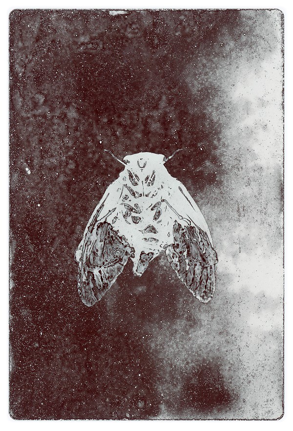 6c